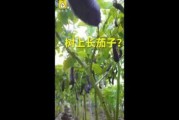 91丨成人丨精产丨天堂鸟,揭秘天堂鸟的神秘力量